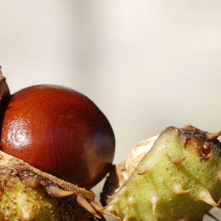 Extract de semințe de Aesculus Hippocastanum